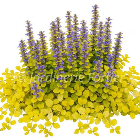 Ajuga "Tropical Toucan"