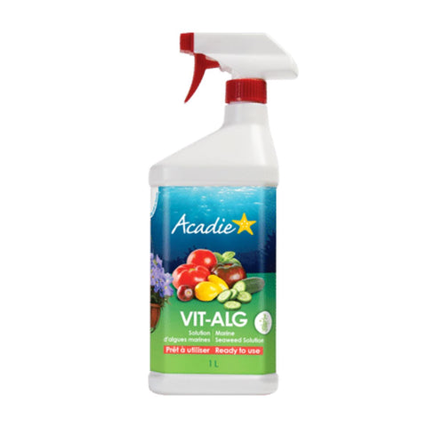 Algue marine Acadie