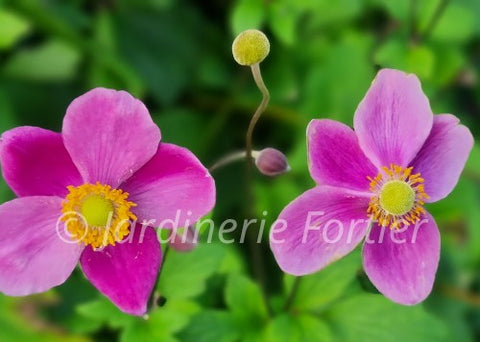 Anémone "Spring Beauty Pink"
