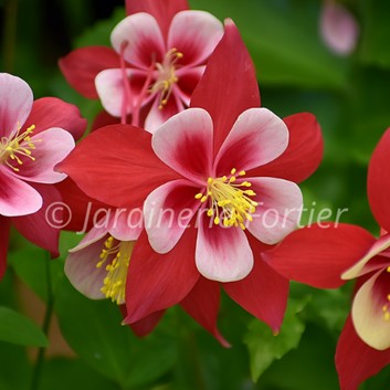 Aquilegia "Kirigami red and white"