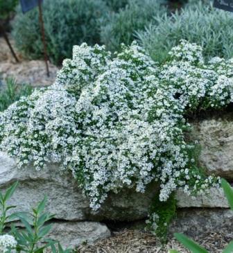 Aster "Snow Flurry"