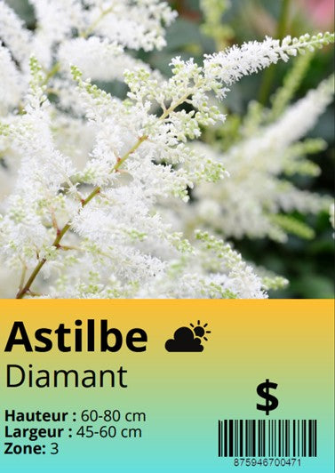 Astilbe arendsii Diamant