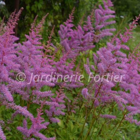 Astilbe chinensis "Visions"