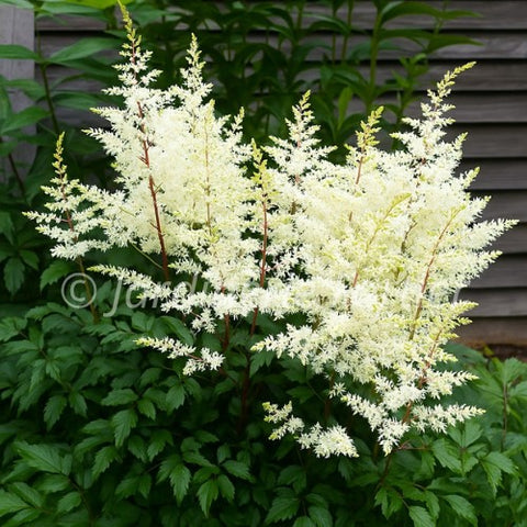 Astilbe chinensis Vision in White