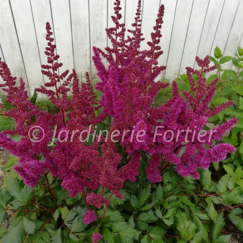 Astilbe chinensis Vision in Red