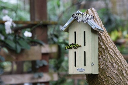 Maison pour papillons