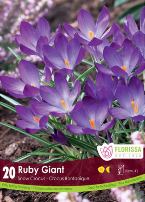 Crocus "Ruby Giant"