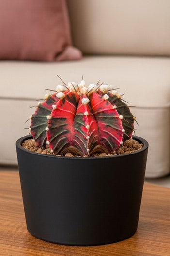 Plante d'intérieur "Cactus Gymnocalycium"