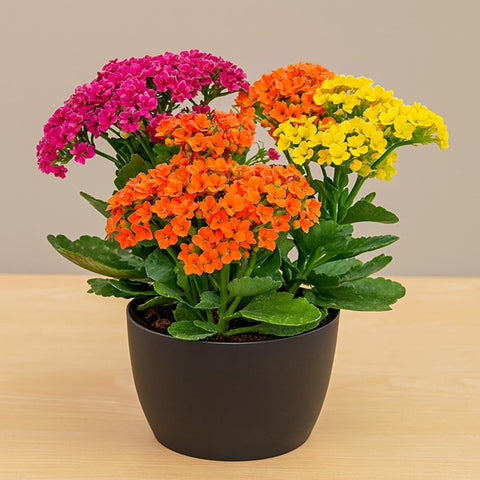 Plante d'intérieur "Calandiva"