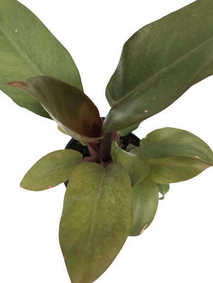 Plante d'intérieur Crassula Jade – Jardinerie Fortier