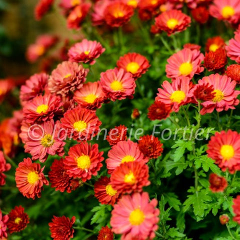 Chrysanthème "Firedance Igloo"