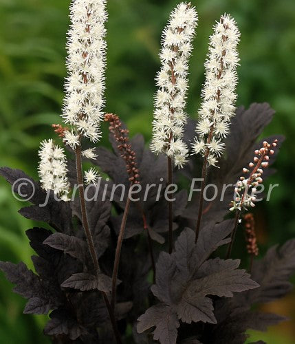 Cimicifuga ramosa Brunette