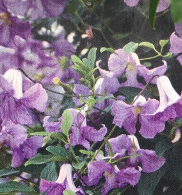 Clématite "Betty Corning"