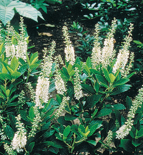 Clethra "Hummingbird"