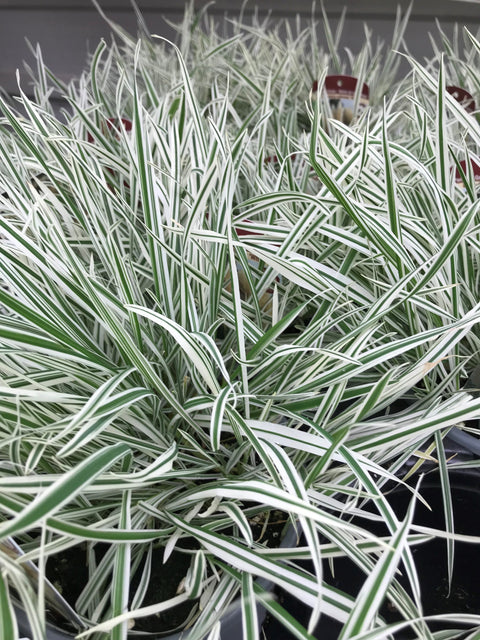Cortaderia "Sell white"