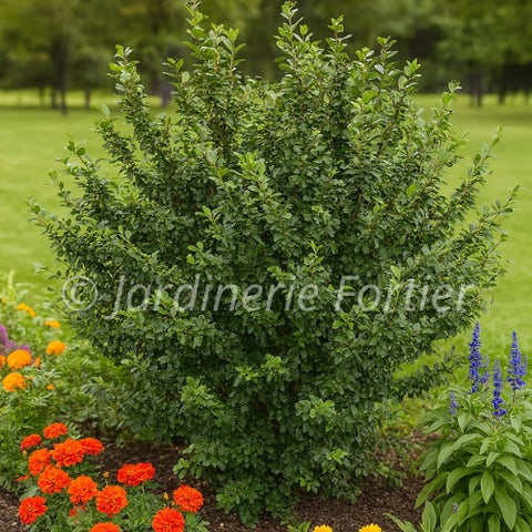 Cotoneaster "Acutifolia"