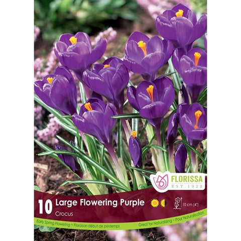 Bulbe de Crocus "Large Flowering Purple"