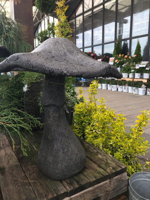 Champignon de jardin géant
