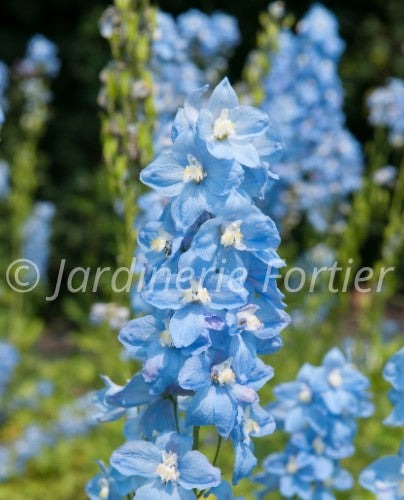 Delphinium "Hunky Dory Sky Blue"