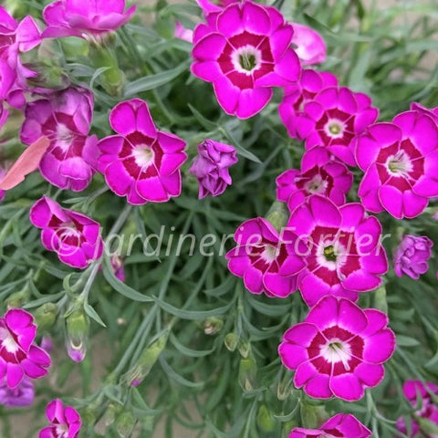 Dianthus "EverLast Violet Blue"