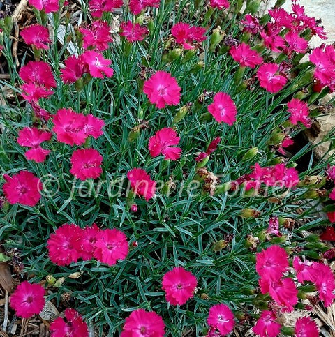 Dianthus "Paint The Town Red"