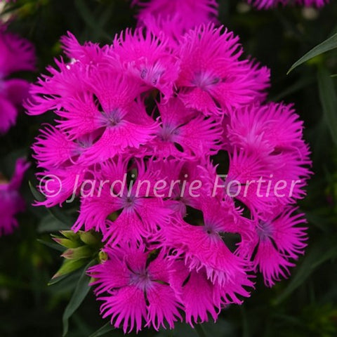 Dianthus "Rockin purple"