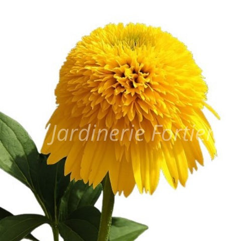 Échinacée "Cara Mia Yellow"