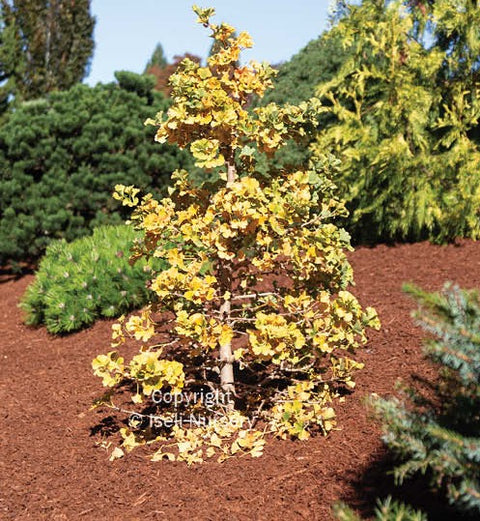 Ginkgo biloba "Everton Broom"