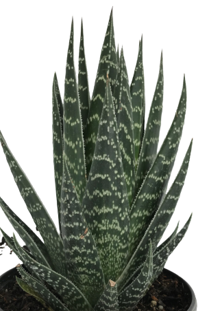 Plante d'intérieur "Haworthia Tiki"