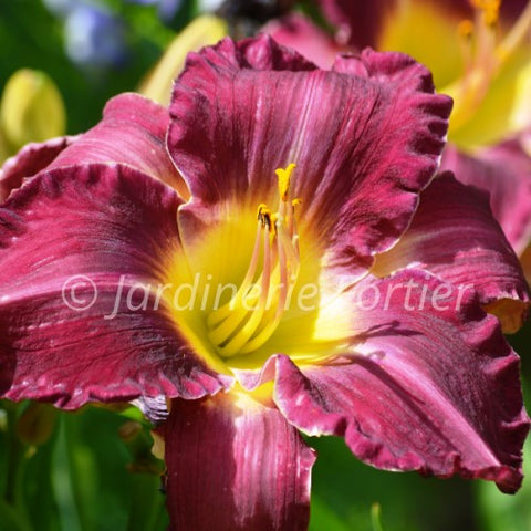 Hemerocallis "Bridget"