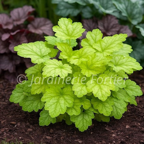 Heuchère "Lord Lime"