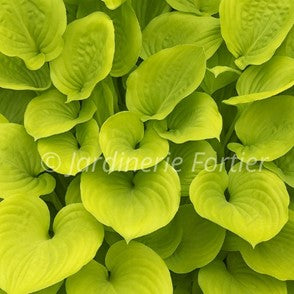 Hosta "Sum and Substance"