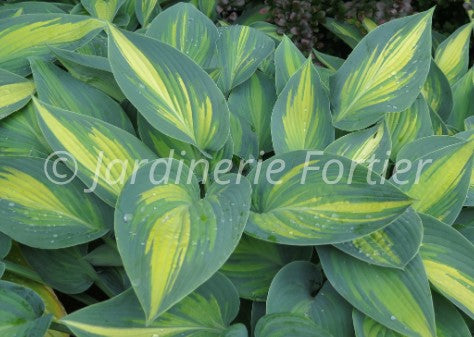 Hosta "June"