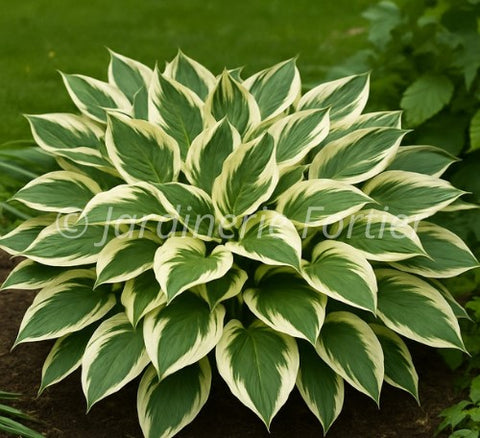 Hosta "Patriot"