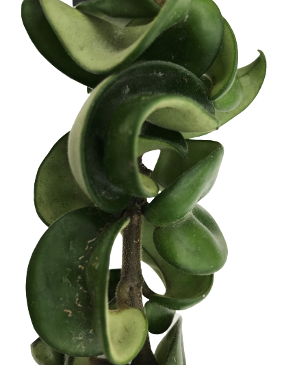 Plante d'intérieur "Hoya Indian Rope"