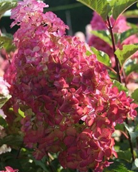 Hydrangée "Fraise Melba"