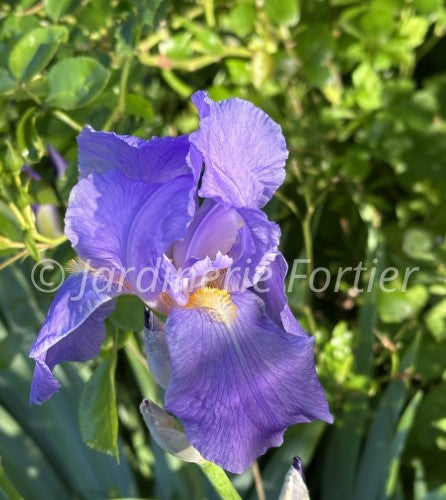Iris versicolor "Purple Flame"