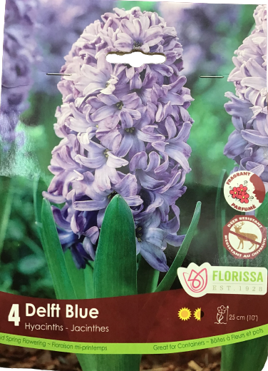 Bulbe de Jacinthe "Delft Blue"