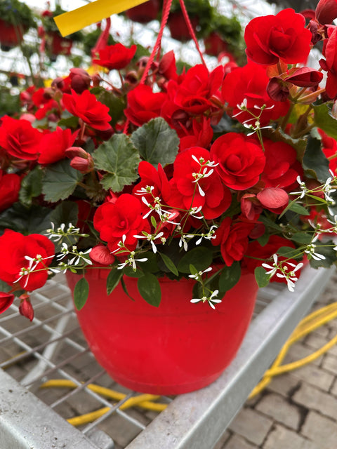 Jardinière de Bégonia Rieger rouge