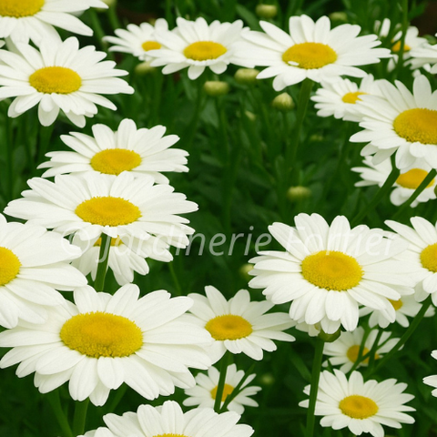 Leucanthemum "Becky"