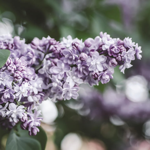Lilas "Président Grevy"