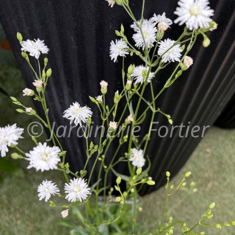 Lychnis Petit Henri"