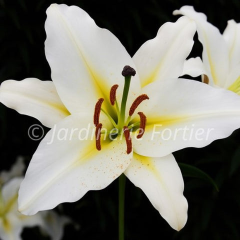 Lys ''Lily Looks Sunny Azores''