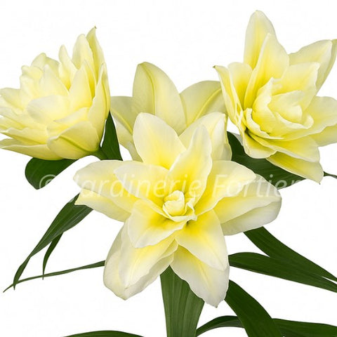 Lys "Roselily Ludwina"