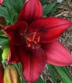 Lys "Tiny Rocket"