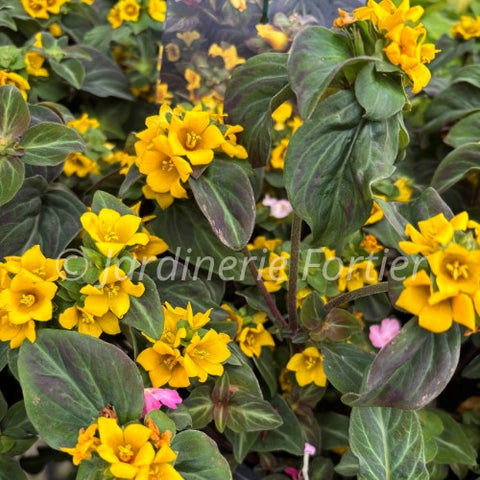 Lysimachia alfredii "Night Light"