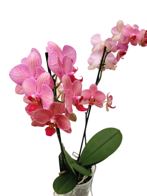 Plante Phalaenopsis cascade