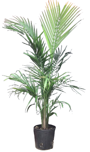 Plante d'intérieur "Palmier Majesty"
