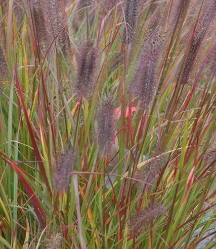 Pennisetum "Love and Rocket"