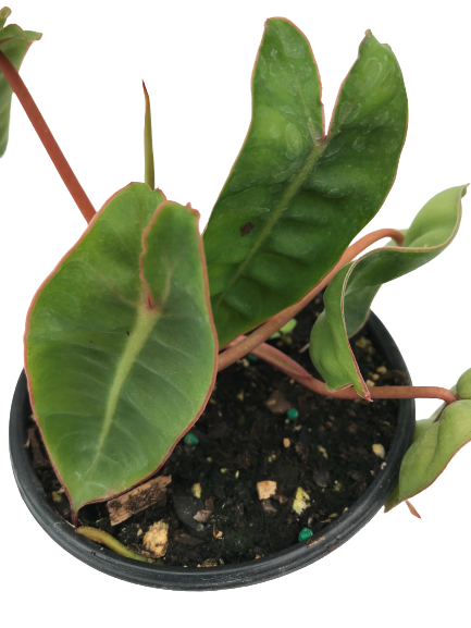 Plante d'intérieur "Philodendron Billietiae"